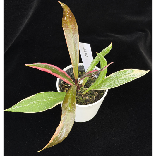 【一点もの】Hoya Pubicalyx Pink Silver albomarginata splash 希少 レア 3