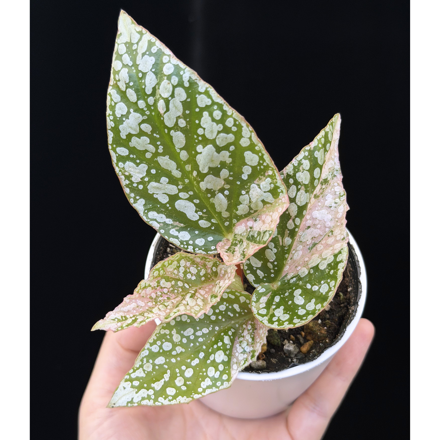 【一点もの】ベゴニア スノーキャップド ピンク斑入り Begonia Snow Capped variegata