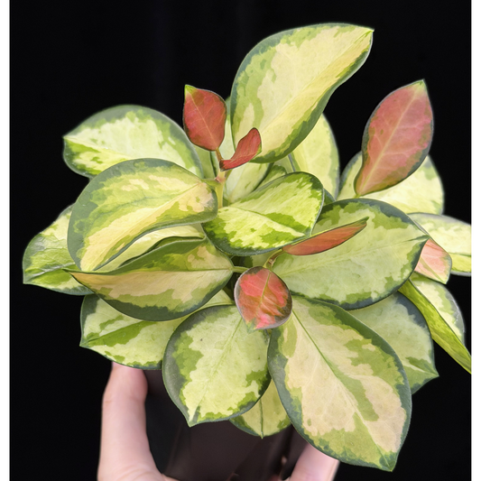 【一点もの】ホヤ オーストラリス リサ 3株植え 4号 ねこチップ