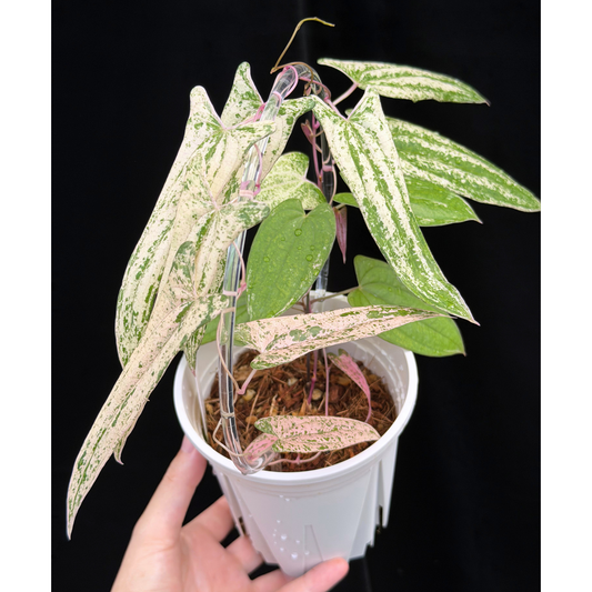 【一点もの】Dioscorea garrettii ‘Pixel’　ねこチップSS植え 激レア