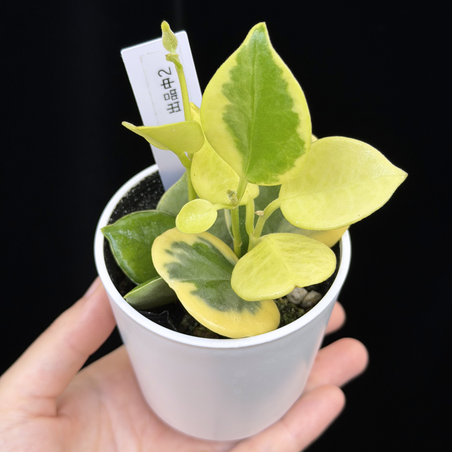 【一点もの】ホヤ オーストラリス ホワイトマージン Hoya australis 'White Margin' 2