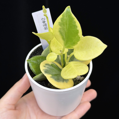 【一点もの】ホヤ オーストラリス ホワイトマージン Hoya australis 'White Margin' 2