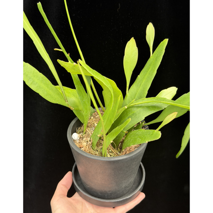 【一点もの】姫月下美人 4号 プラスチック鉢 BLACK PLASTIC POT 受け皿付き