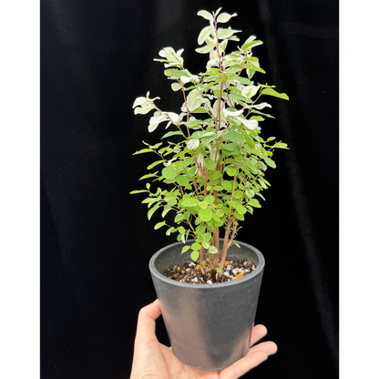 【一点もの】ヨウシュコバンノキ 4号 BLACK PLASTIC POT 受け皿付き