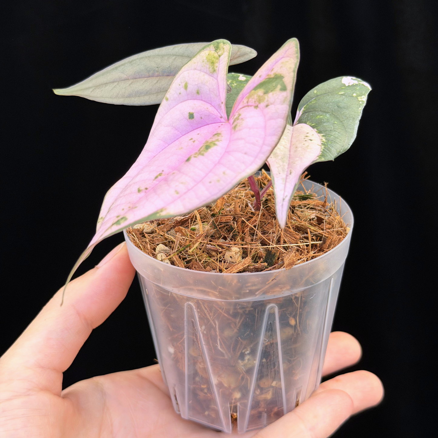 【一点もの】 Dioscorea filiformis ‘Gamma Ray’　ねこチップSS植え