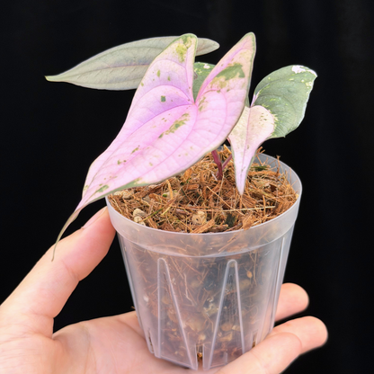 【一点もの】 Dioscorea filiformis ‘Gamma Ray’　ねこチップSS植え