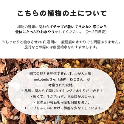 実生パキラ ねこチップ