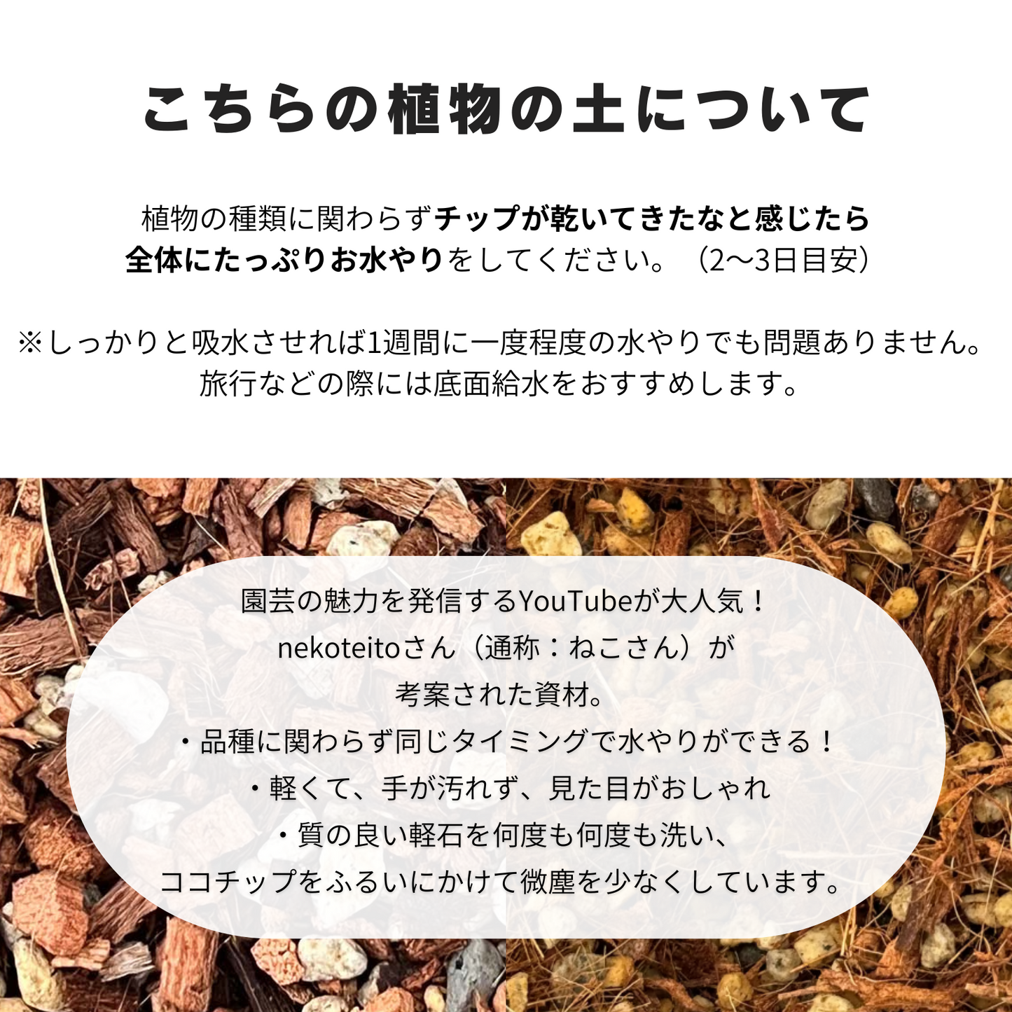 【現品販売】【ねこチップ】寄せ植え 4号 ガラス鉢 ねこチップ