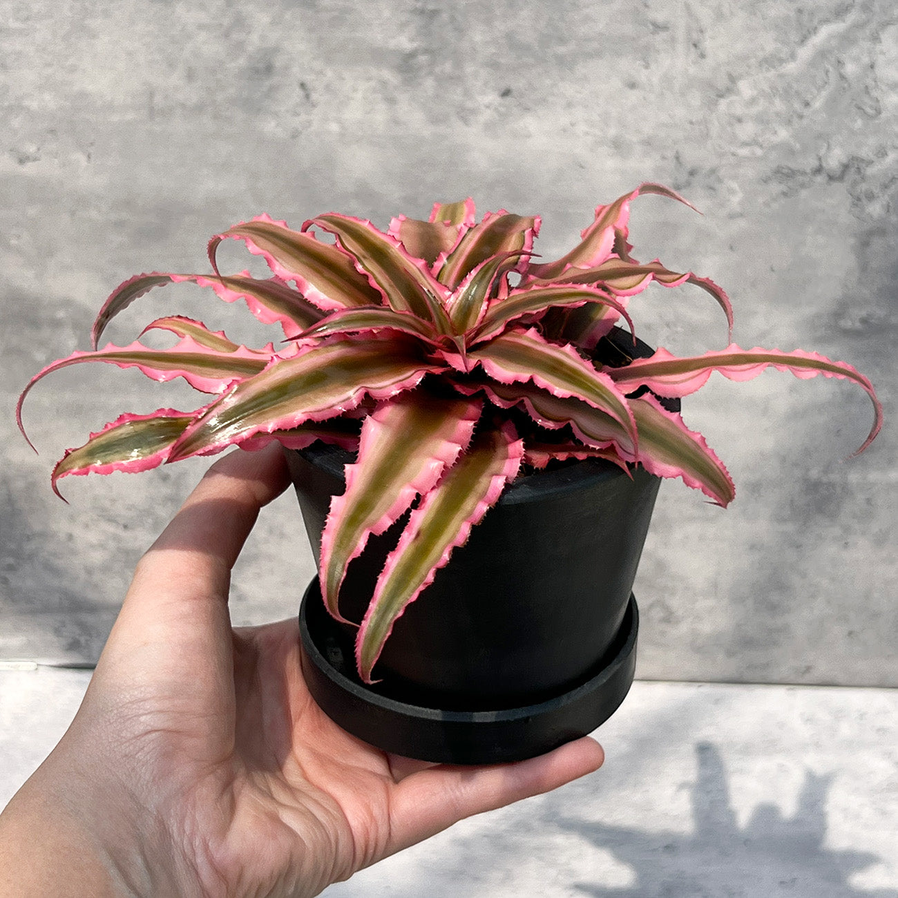 【現品販売】クリプタンサス ピンクスター 子株付き大株 3号 プラスチック鉢 BLACK PLASTIC POT 受け皿付き ねこチップ