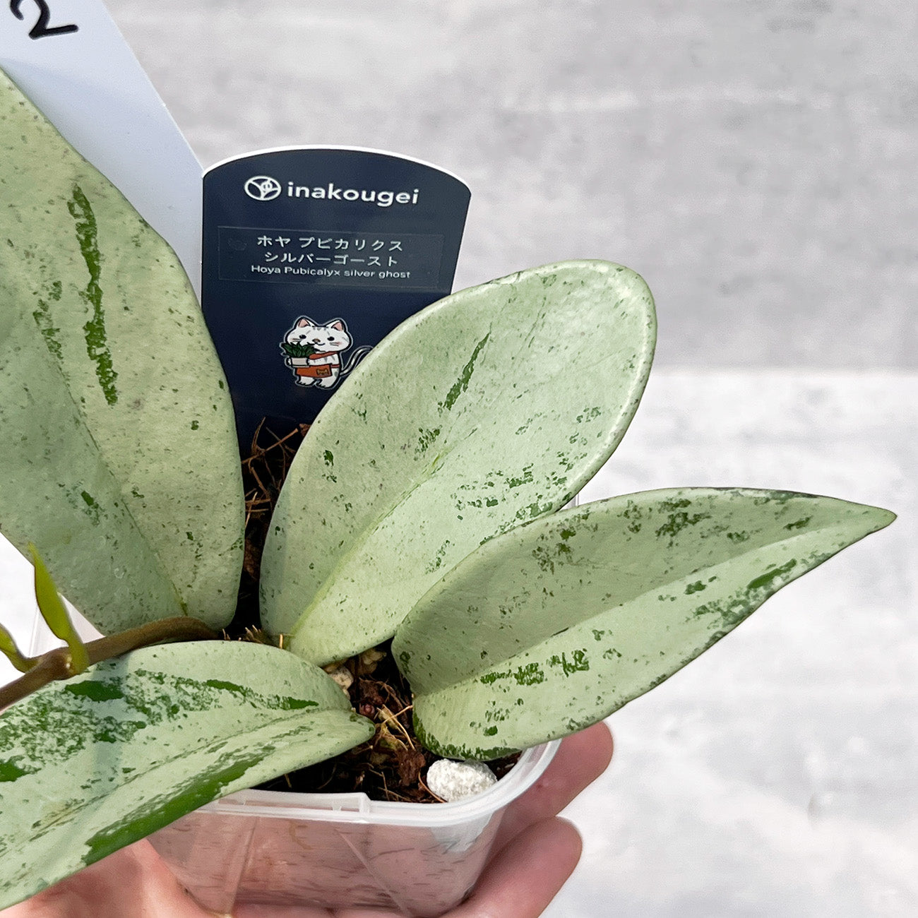 【現品販売】ホヤ プビカリクス シルバーゴースト Hoya Pubicalyx silver ghost 希少 レア ねこチップ 2