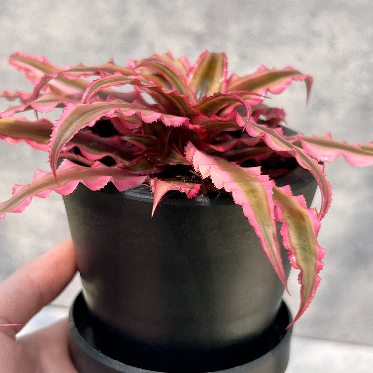 【現品販売】クリプタンサス ピンクスター 子株付き大株 3号 プラスチック鉢 BLACK PLASTIC POT 受け皿付き ねこチップ
