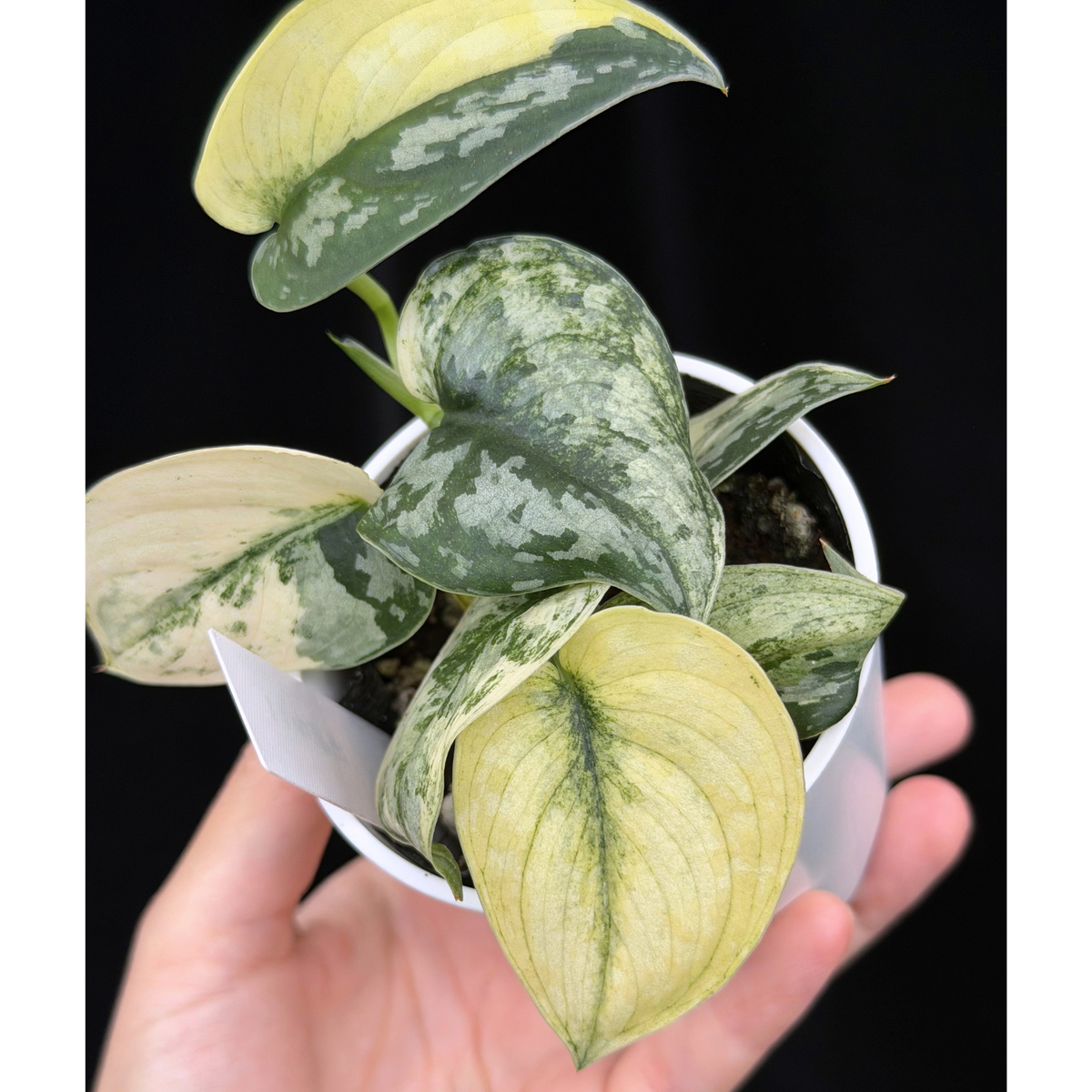 【一点もの】スキンダプサス ピクタス マヤリ Scindapsus Pictus variegata “ｍayari “ 11