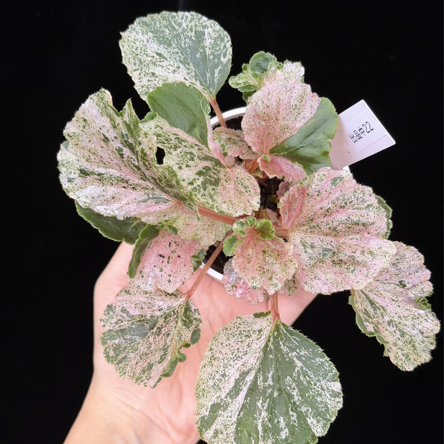 【一点もの】ベゴニア ククラータ ピンク斑入り begonia cucullata Pink variegated 希少 レア 22