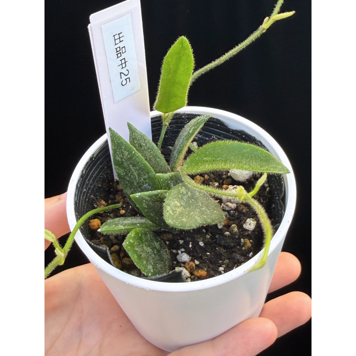 【一点もの】ホヤ トムソニー スプラッシュ Hoya thomsonii splash 25