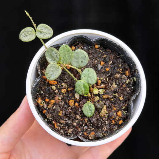【一点もの】ホヤ セルペンス シルバー Hoya Serpens silver 希少 レア