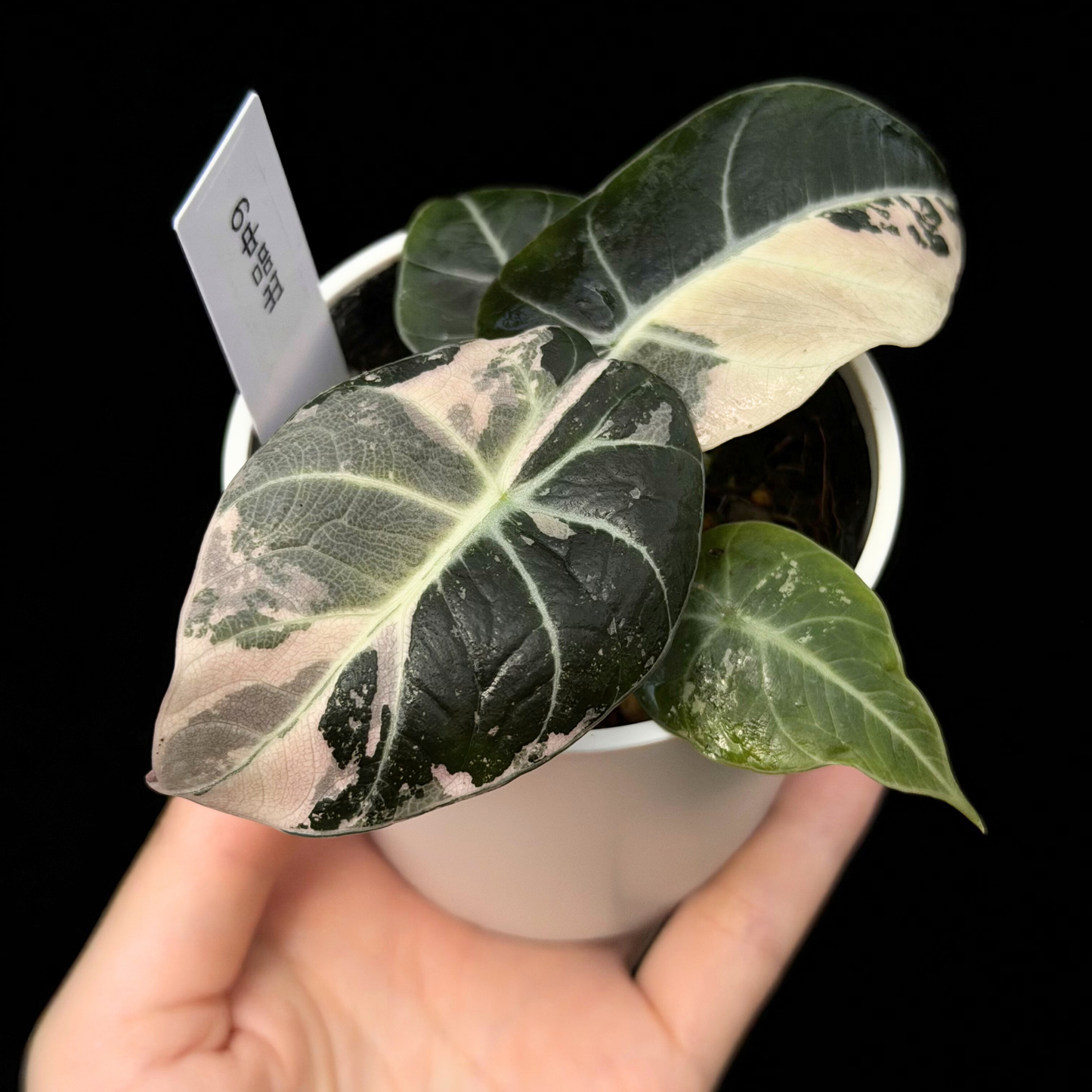 【一点もの】アロカシア ブラックベルベット ピンク斑入り Alocasia Black Velvet Pink Variegated レア 希少
