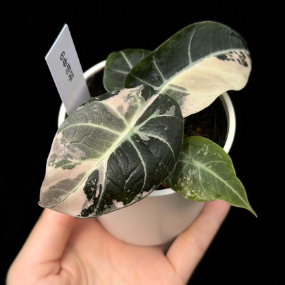 【一点もの】アロカシア ブラックベルベット ピンク斑入り Alocasia Black Velvet Pink Variegated レア 希少