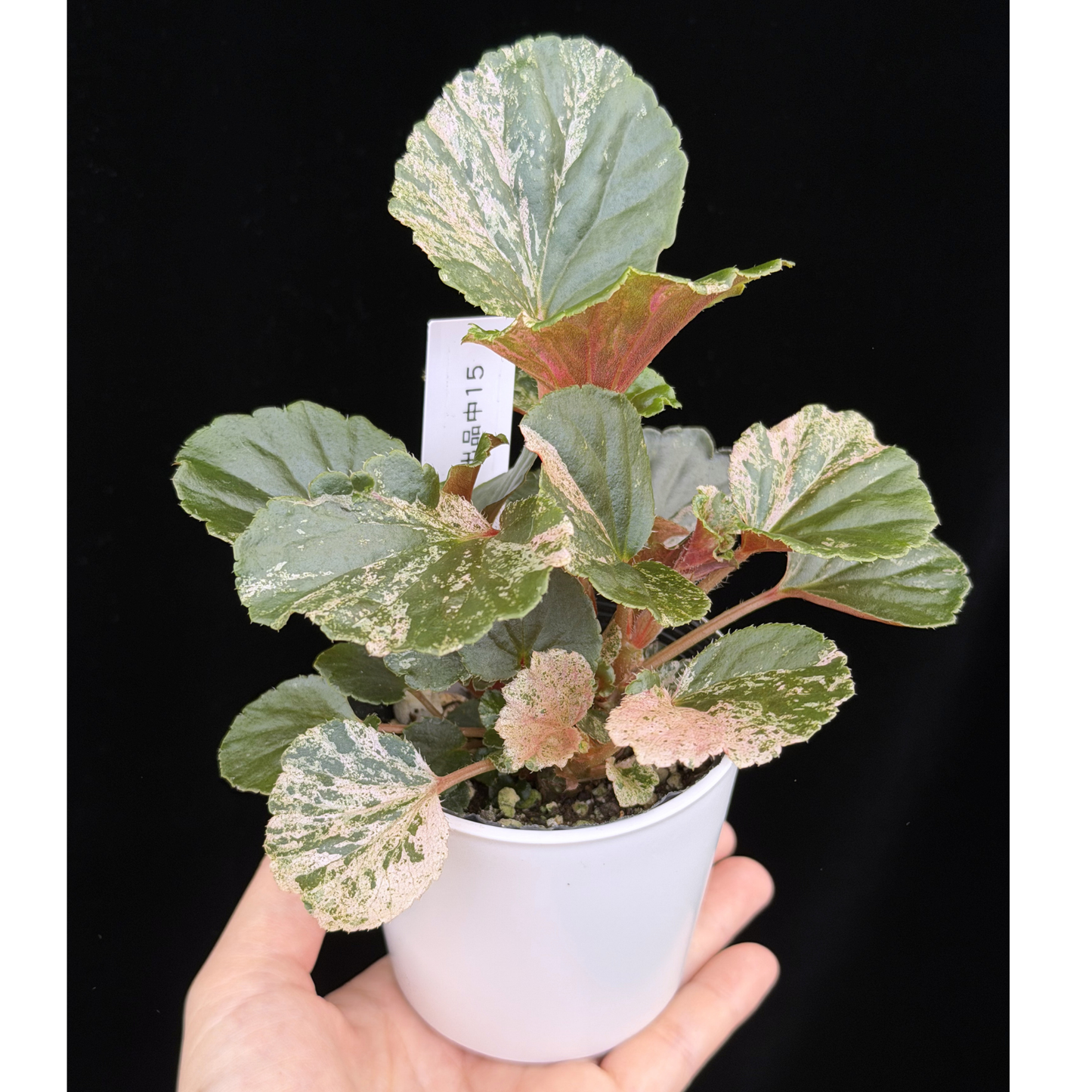【一点もの】ベゴニア ククラータ ピンク斑入り begonia cucullata Pink variegated 希少 レア 15