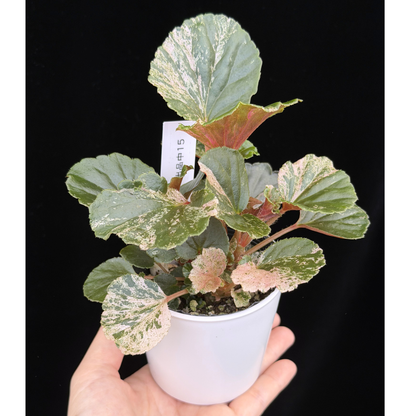 【一点もの】ベゴニア ククラータ ピンク斑入り begonia cucullata Pink variegated 希少 レア 15