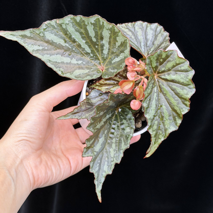 【一点もの】ベゴニア イリアンジャヤ Begonia sp.Irian jaya 7