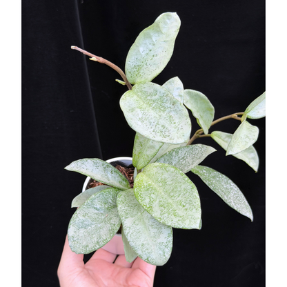 【一点もの】Hoya Carnosa Nova Ghost ホヤ カルノーサ ノバ ゴースト