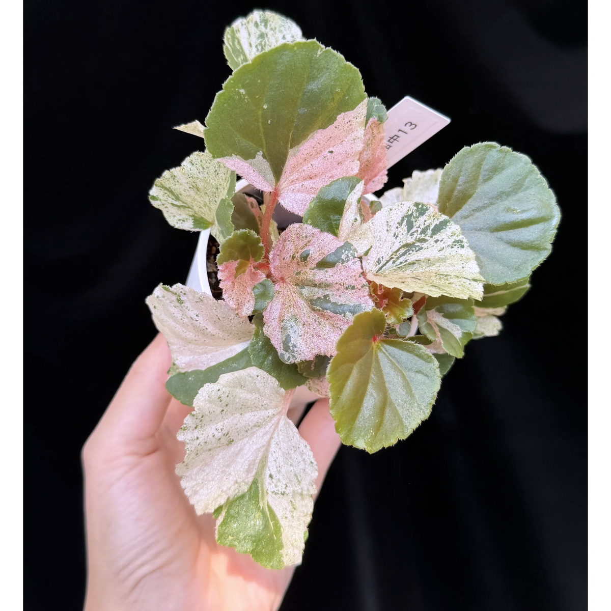 【一点もの】ベゴニア ククラータ ピンク斑入り begonia cucullata Pink variegated 希少 レア 13