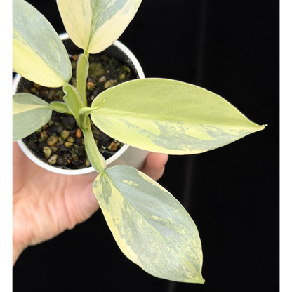 【一点もの】Philodendron Silver Sword Variegata フィロデンドロン シルバーソード 斑入り 5