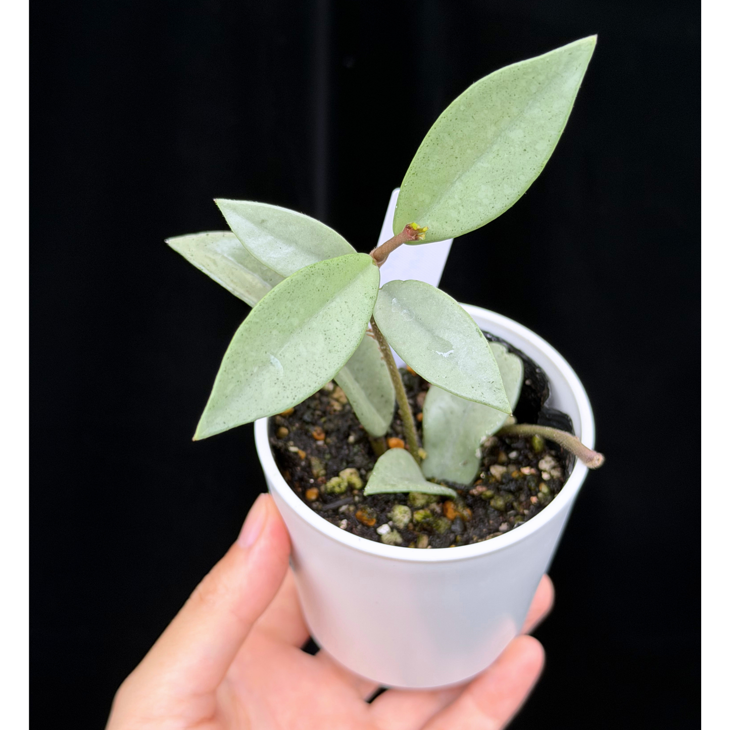 【一点もの】ホヤ ウィルバーグレイブス シルバー Hoya carnosa 'wilbur graves silver'