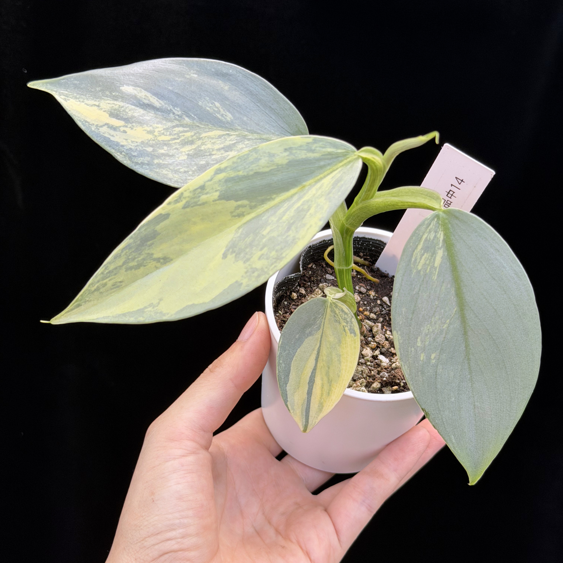 一点もの】Philodendron Silver Sword Variegata フィロデンドロン 一点もの】Philodendron Silver Sword Variegata フィロデンドロン