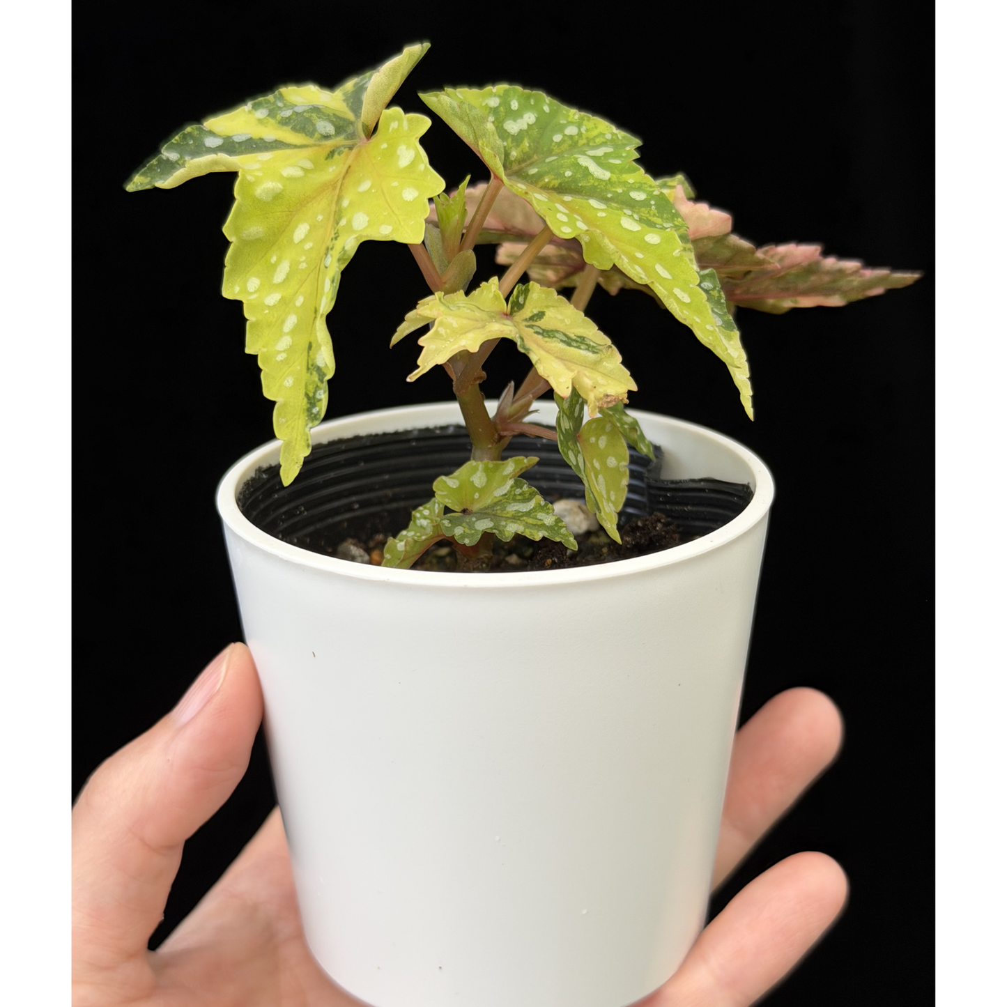 【一点もの】ベゴニア 出雲の煌星 斑入り Izumo no Kiraboshi variegated 希少 激レア
