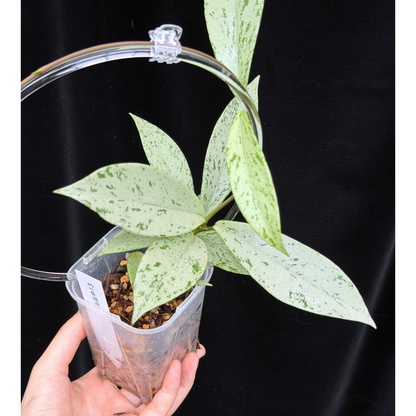 【一点もの】ホヤ プビカリクス シルバーゴースト Hoya Pubicalyx silver ghost  希少 レア ねこチップ ネガミエル3号 クリア支柱Mサイズ 13