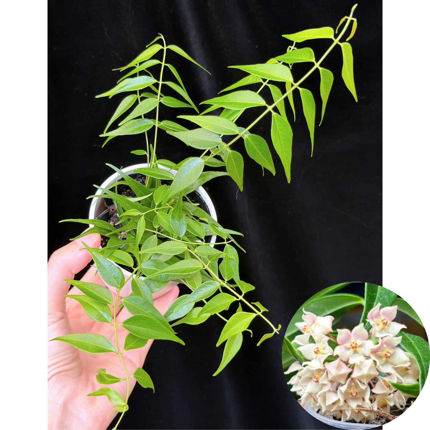 ホヤ レウカンサ hoya leucantha