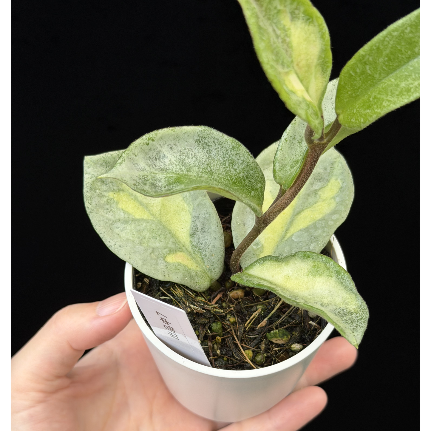 ホヤ　アルゲンティア　プリンセス 一点もの】ホヤ・アルゲンティア・プリンセス Hoya carnosa 'Argentea