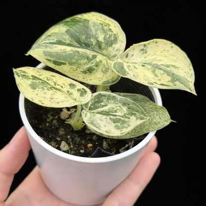 【一点もの】スキンダプサス ジェイドサテン マーブルクイーン Scindapsus Jade Satin Marble Queen