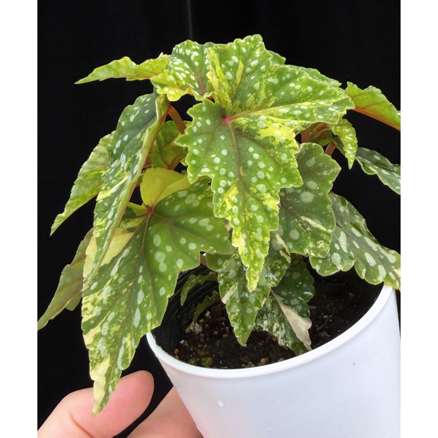 【一点もの】ベゴニア 出雲の煌星 斑入り Izumo no Kiraboshi variegated 希少 激レア