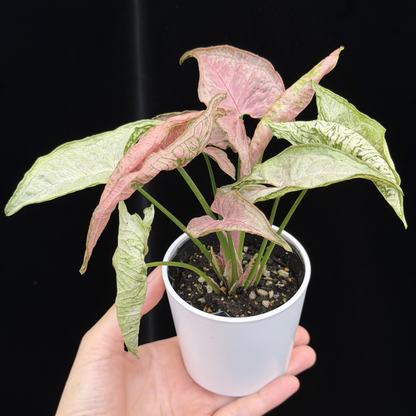 【一点もの】シンゴニウム ピンクローリー Syngonium Pink Rolli