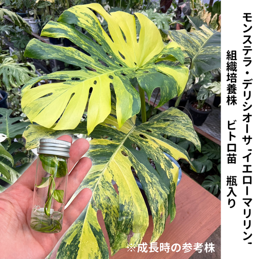 モンステラ デリシオーサ  イエローマリリン 組織培養（Tissue Culture）株 ビトロ苗 瓶入り 無菌苗 TC株