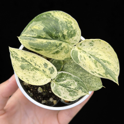 【一点もの】スキンダプサス ジェイドサテン マーブルクイーン Scindapsus Jade Satin Marble Queen