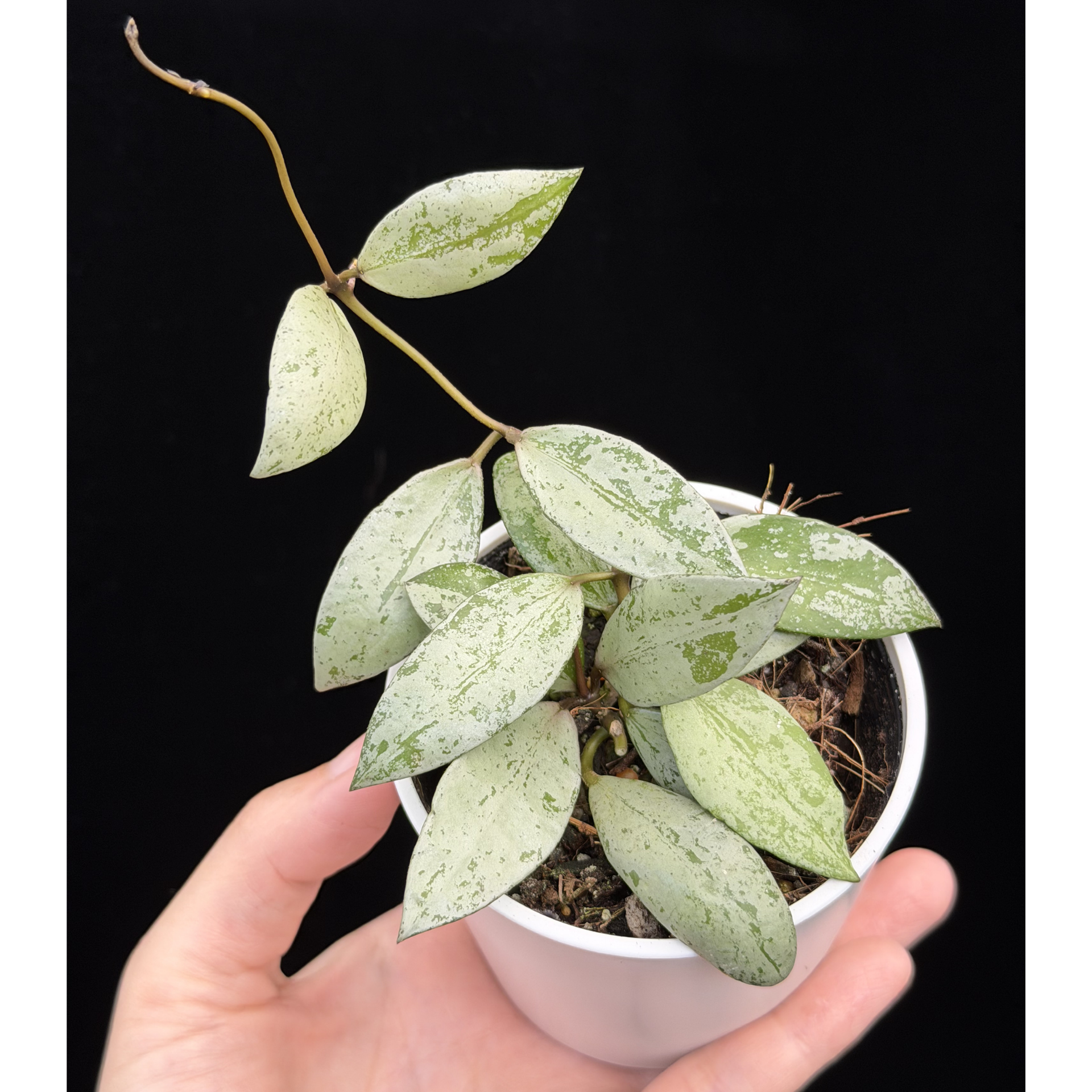 一点もの】ホヤ ラクノーサ スルカタ Hoya lacunosa sulcata 希少 レア