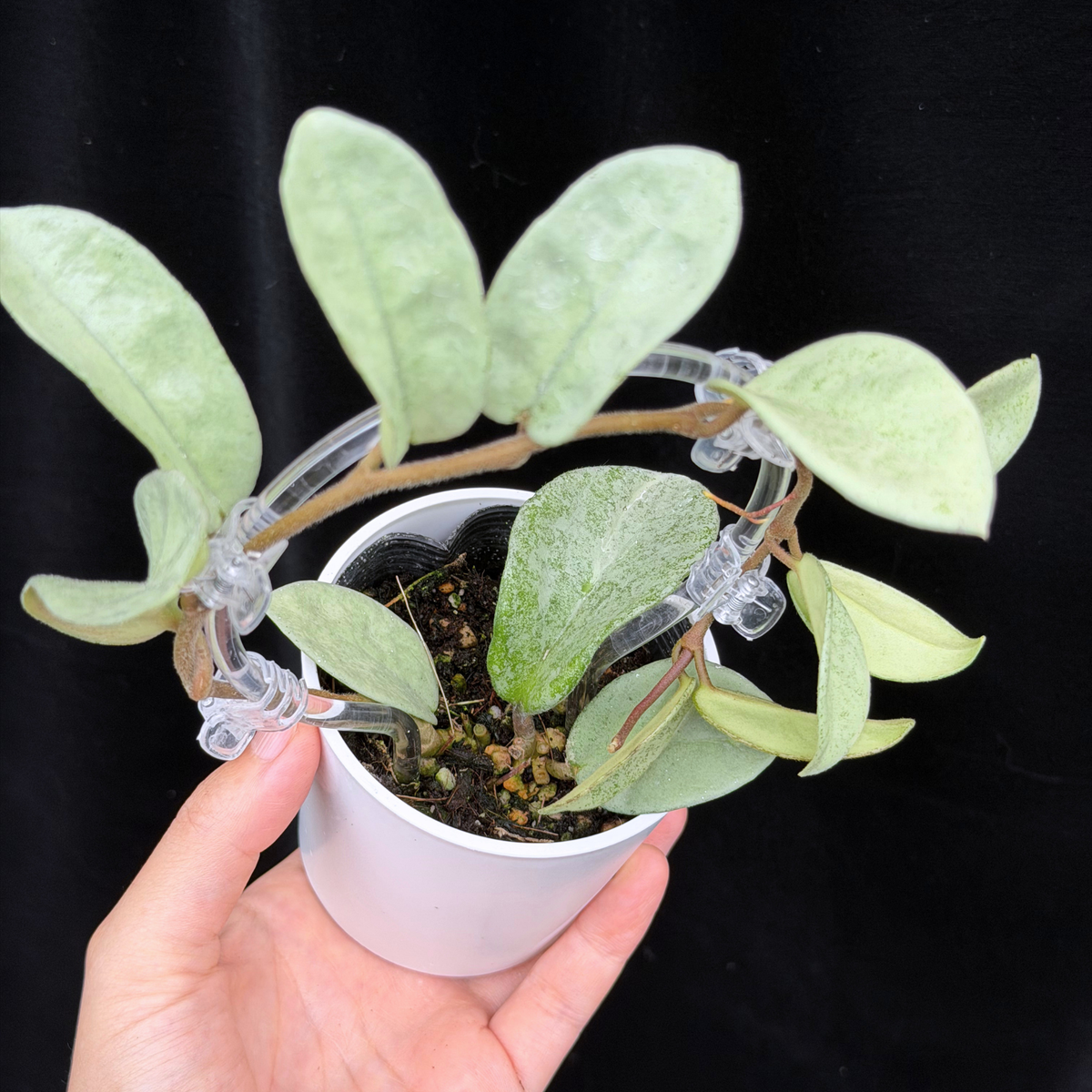 【一点もの】Hoya Carnosa Nova Ghost ホヤ カルノーサ ノバ ゴースト クリア支柱Sサイズ仕立て