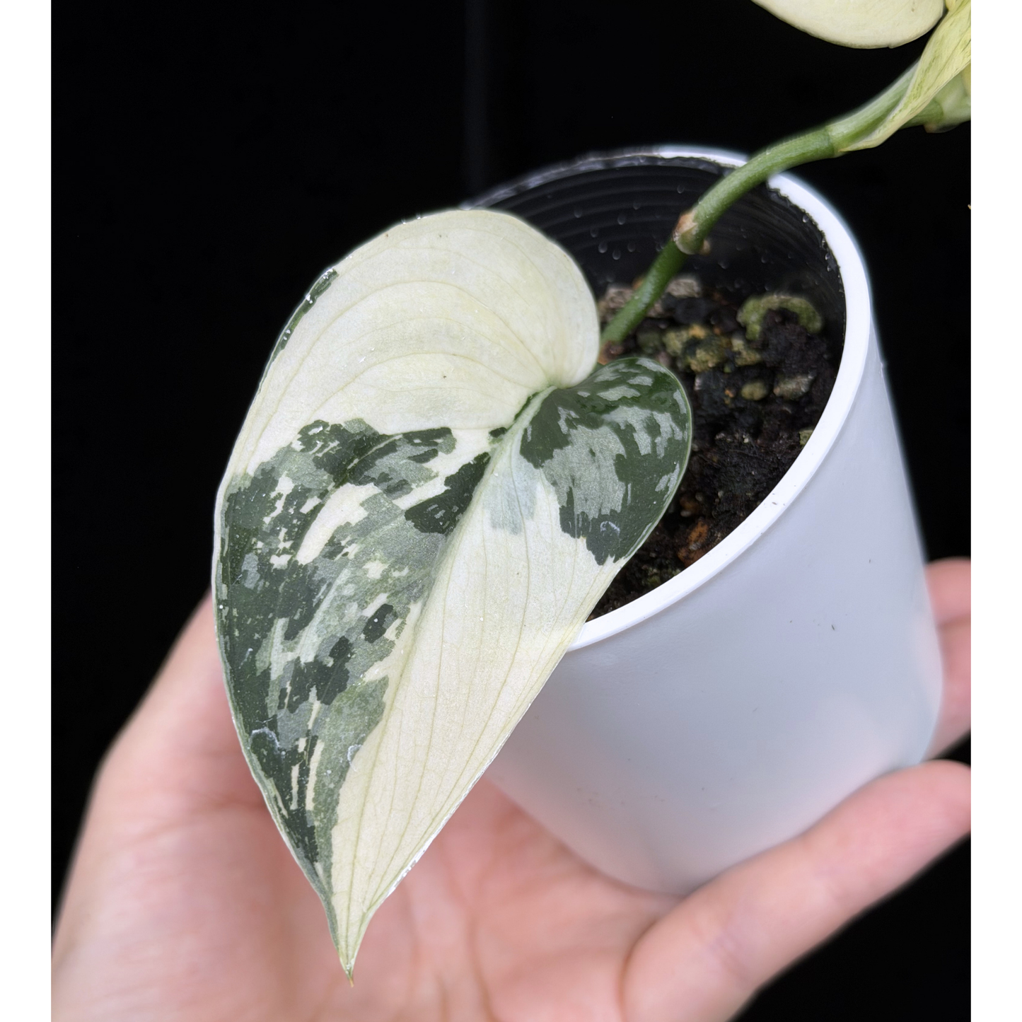 【一点もの】スキンダプサス ピクタス マヤリ Scindapsus Pictus variegata “ｍayari “