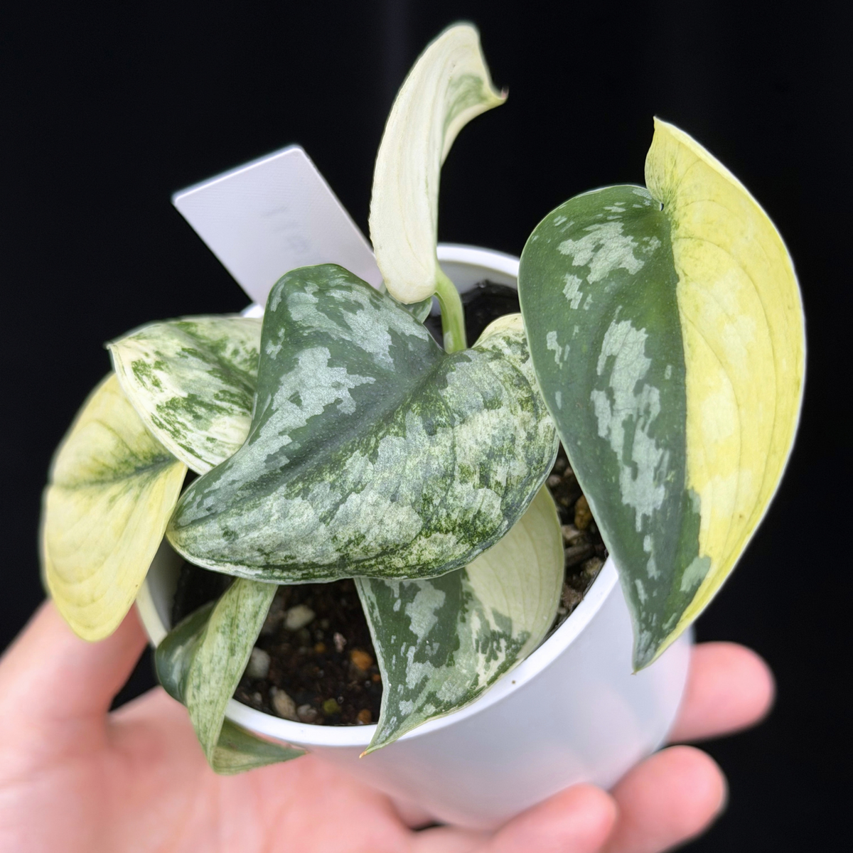 【一点もの】スキンダプサス ピクタス マヤリ Scindapsus Pictus variegata “ｍayari “ 11