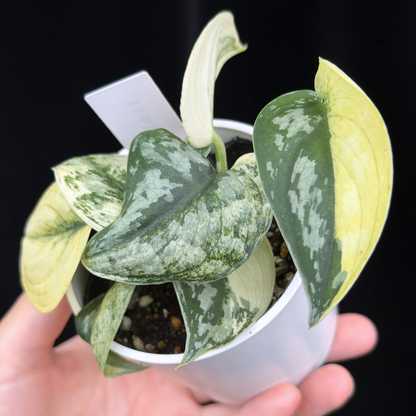 【一点もの】スキンダプサス ピクタス マヤリ Scindapsus Pictus variegata “ｍayari “ 11