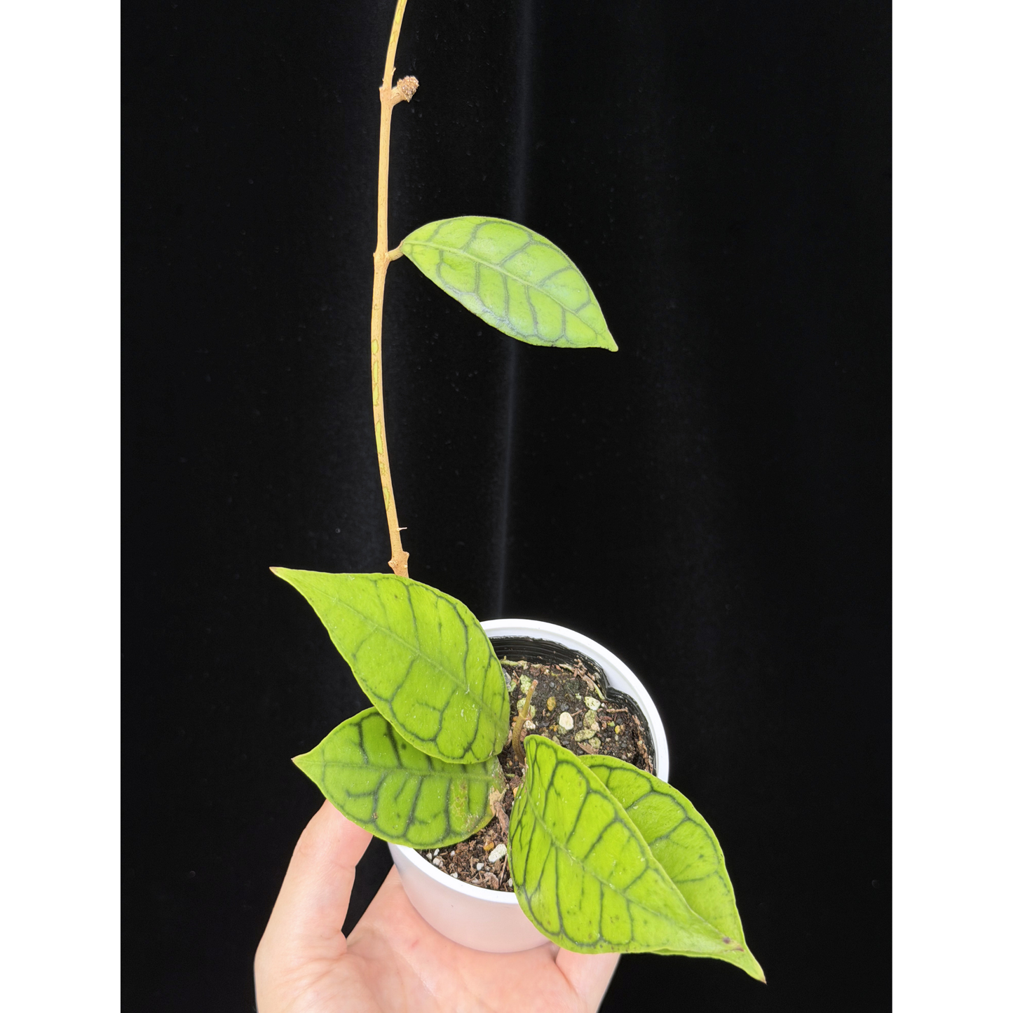 【一点もの】ホヤ カリストフィラ 花座付き Hoya callistophylla