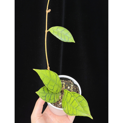 【一点もの】ホヤ カリストフィラ 花座付き Hoya callistophylla