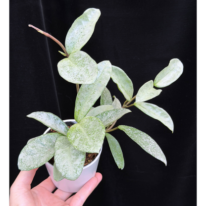 【一点もの】Hoya Carnosa Nova Ghost ホヤ カルノーサ ノバ ゴースト