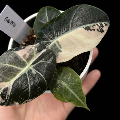 【一点もの】アロカシア ブラックベルベット ピンク斑入り Alocasia Black Velvet Pink Variegated レア 希少