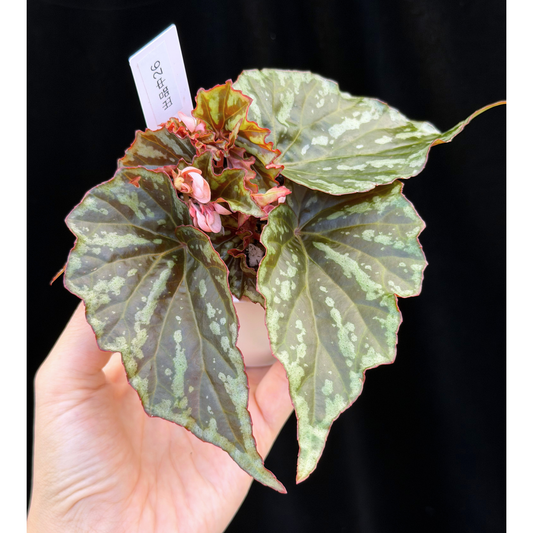 【一点もの】ベゴニア イリアンジャヤ Begonia sp.Irian jaya 26