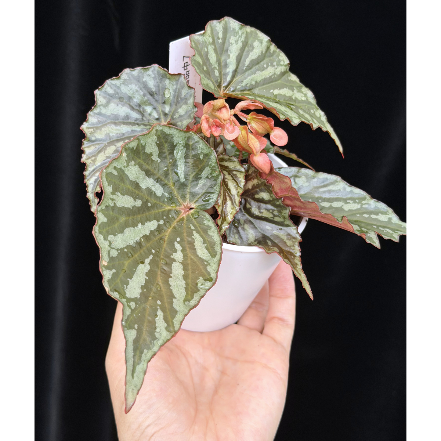 【一点もの】ベゴニア イリアンジャヤ Begonia sp.Irian jaya 7