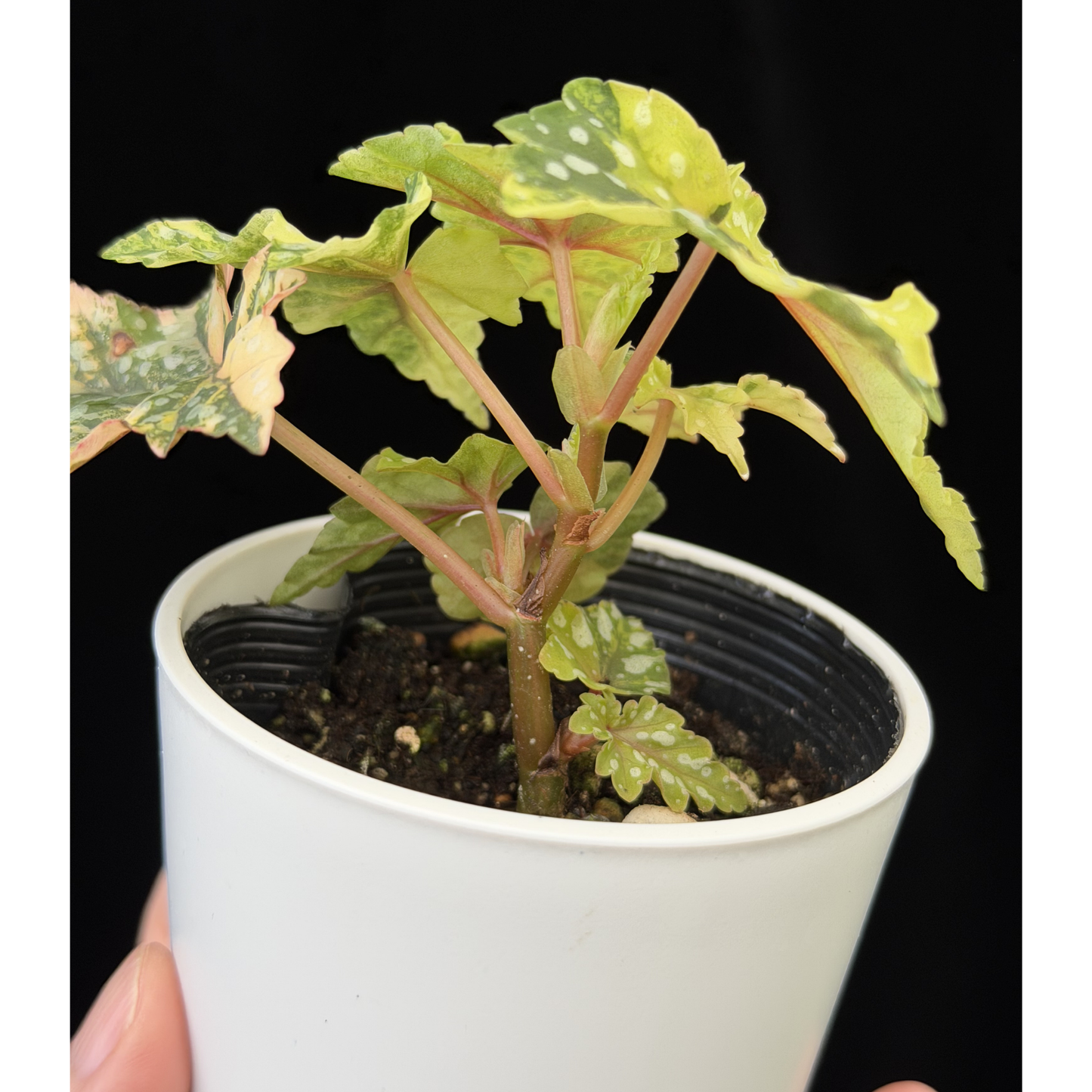 【一点もの】ベゴニア 出雲の煌星 斑入り Izumo no Kiraboshi variegated 希少 激レア